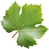 Grape leaf